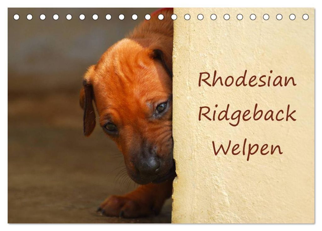 Rhodesian Ridgeback Welpen (Tischkalender 2027 DIN A5 quer), CALVENDO Monatskalender