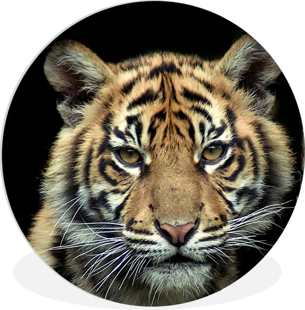 MuchoWow Rundes Wandbild - Runde Bilder Porträt Sumatra-Tigerjunges vor dunklem Hintergrund Ø 30 cm Kreis Wanddekoration Kunststoff - Wandkreis...