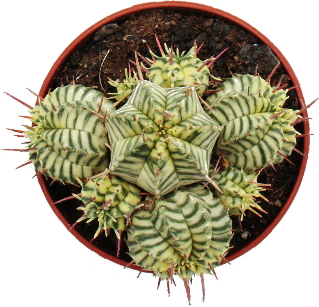 Euphorbe panachée : Plante succulente de collection en pot de 10,5 cm - 3