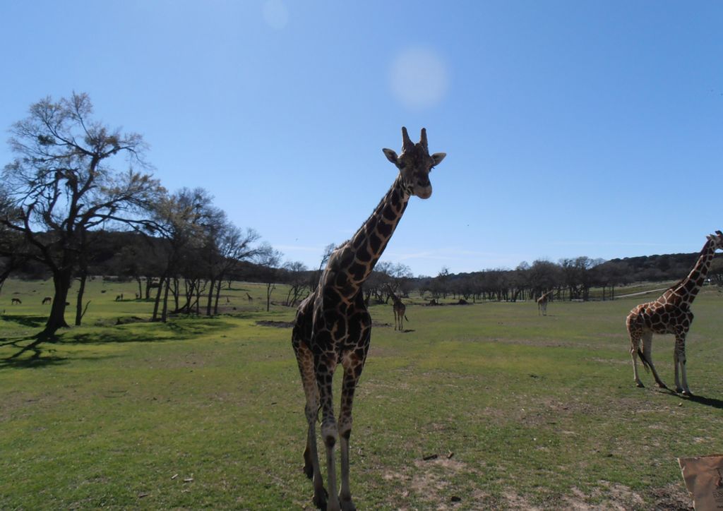 hansepuzzle 77842 - Giraffe Puzzle, 260 Teile, Tierwelt, 41,0 x 28,0cm mit hochwertiger Aufbewahrung, Kartonbox und wiederverschließbarem Beutel