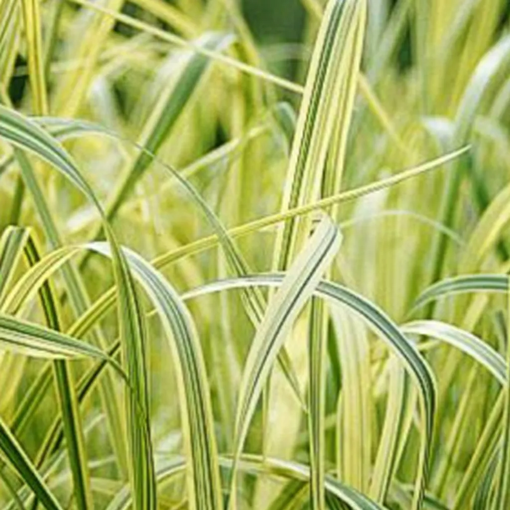 Glyceria maxima Variegata in Vaso 9cm - Set 6 Erba Dolce Giardino
