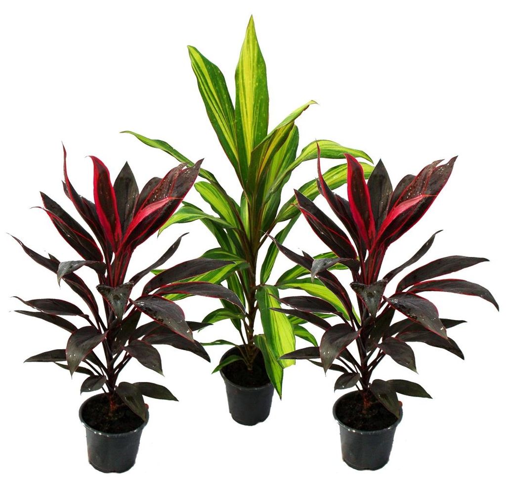 Lot 3 kusů Cordyline fruticosa, Lys Club, 12cm květináč Obrázek produktu 