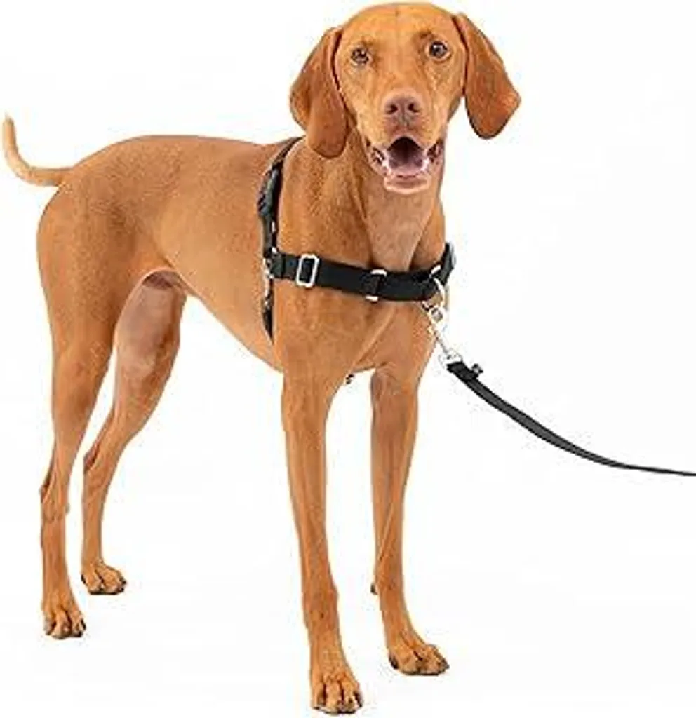 Offerta Pettorina PetSafe Easy Walk M + Guinzaglio | Addestramento Cane