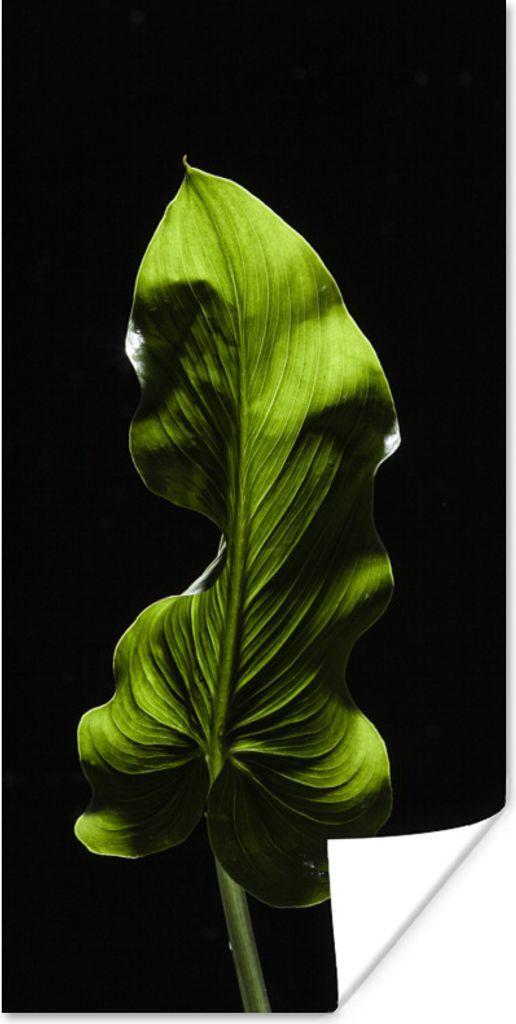 MuchoWow Poster Ein grünes Blatt auf schwarzem Hintergrund 75x150 cm - Dekoration für die Wände