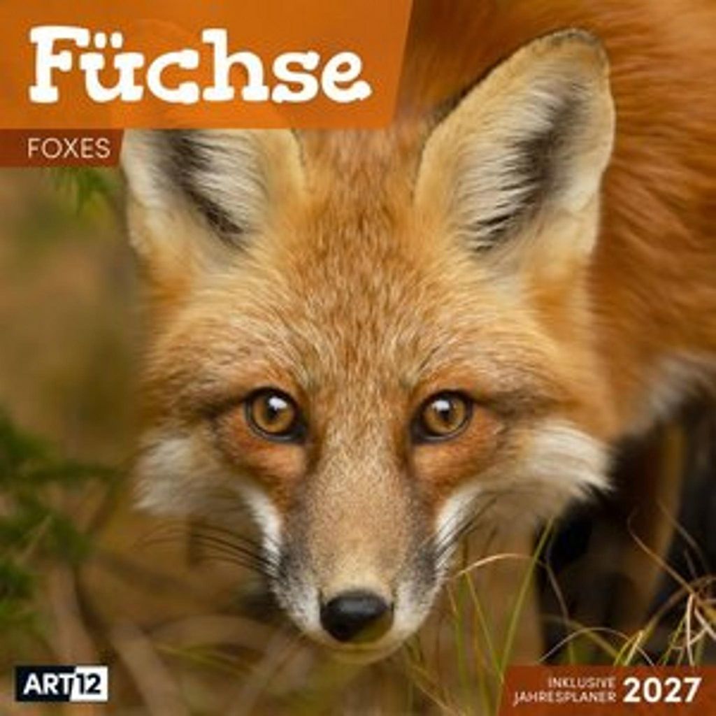Kalendář Füchse 2027 – 30 x 30 – Art12 Obrázek produktu 