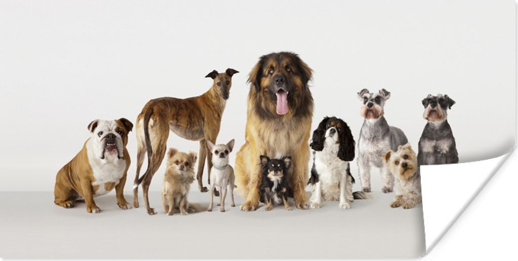 MuchoWow Poster Gruppenbild von Hunden 40x20 cm - Poster für die Wand - Poster Schlafzimmer