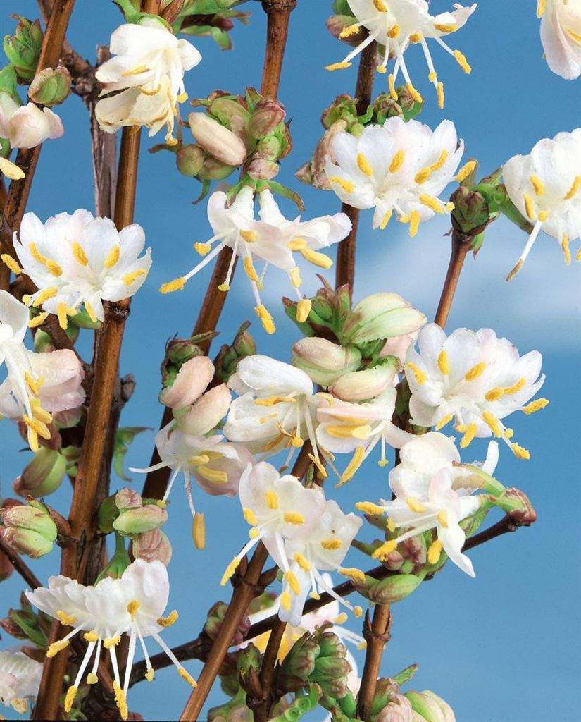 Lonicera purpusii 'Winter Beauty', Duft-Heckenkirsche, cremeweiß, 40–60 cm