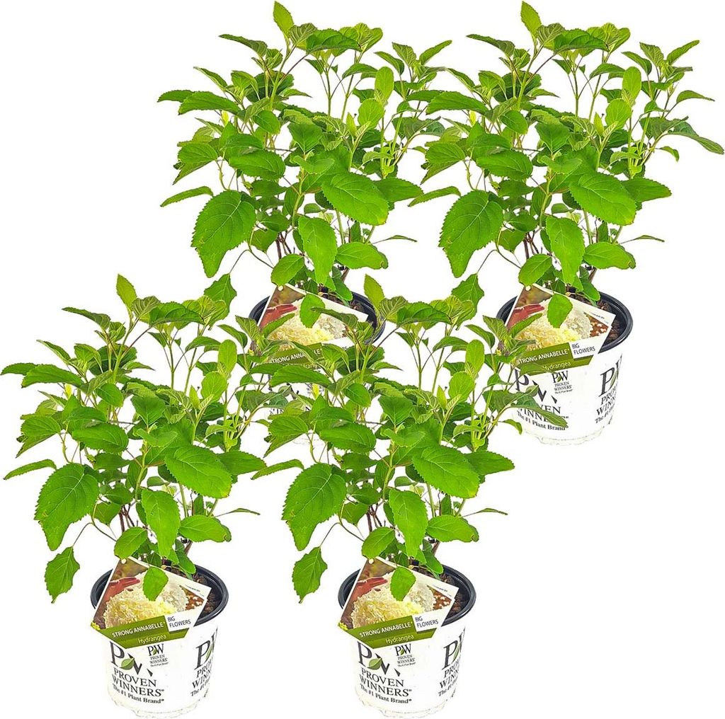 Four potted plants are arranged in a staggered formation against a white background. Each plant has lush green foliage and a label attached to its pot.