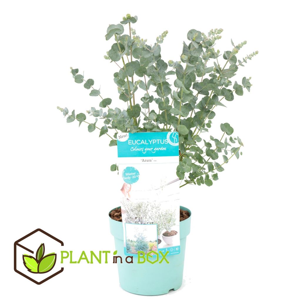 Plant in a Box Eucalyptus Gunnii Kaufland.de