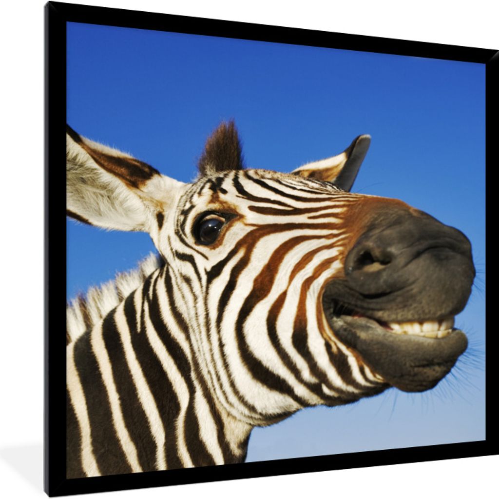 MuchoWow Gerahmtes Poster Zebra - Lustig - Kinder - Jungen - Mädchen 40x40 cm - Poster mit Schwarzem Bilderrahmen Wandposter Rahmen Foto Bilder ...