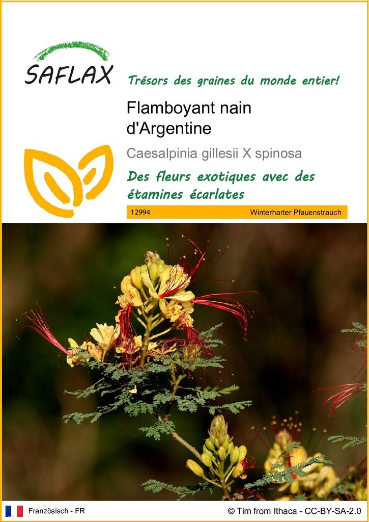 SAFLAX  - Flamboyant nain d'Argentine - 10 graines - Image du produit 