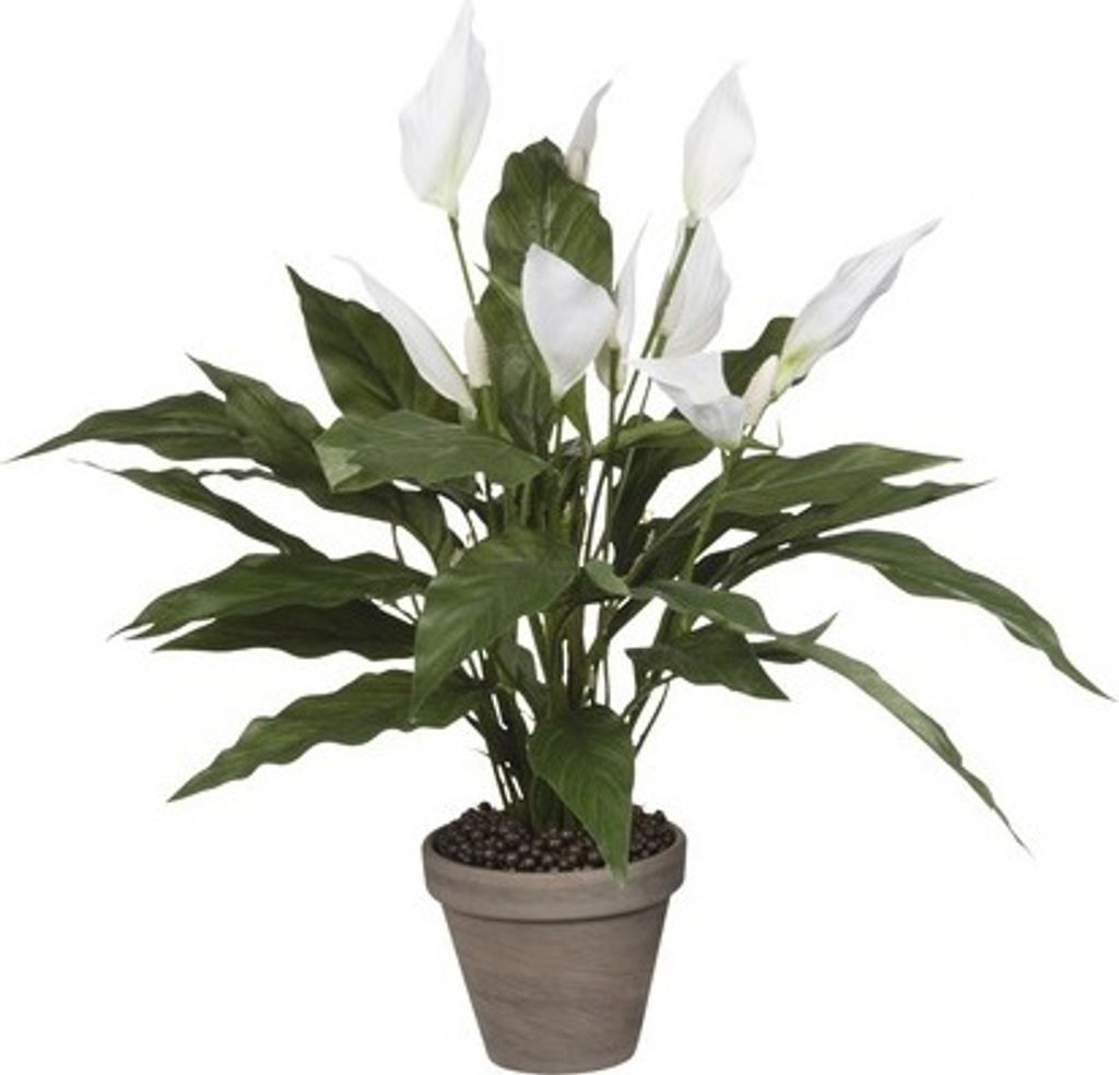 Spathiphyllum - Vert, Blanc Image du produit 