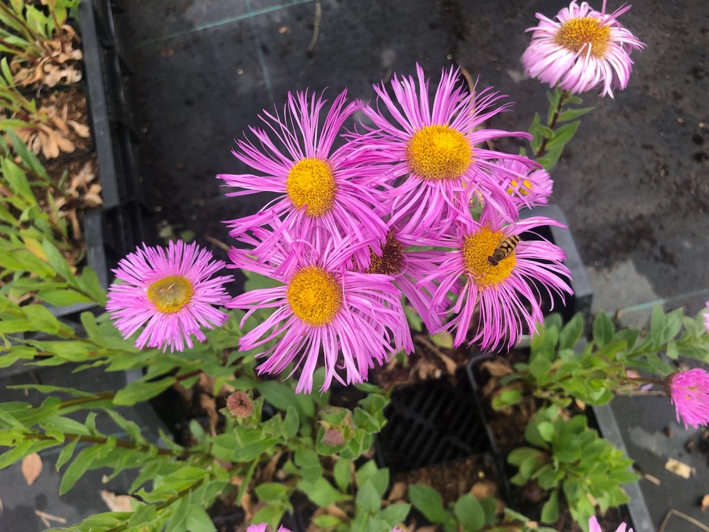 6 x Erigeron hybr. 'Rosa Jewell' – Spanisches Gänseblümchen - Topf 9x9 cm