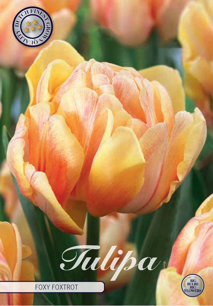 Tulpe Foxy Foxtrot (7 Stück) | Tulpenzwiebeln von Sam van Schooten