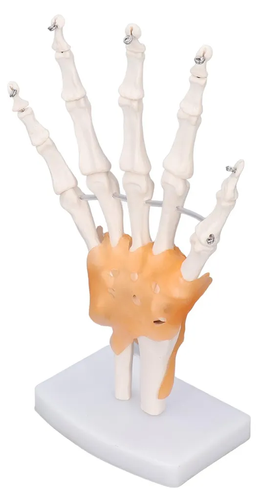 Main en PVC avec articulations mobiles - Taille réelle sur support - 8