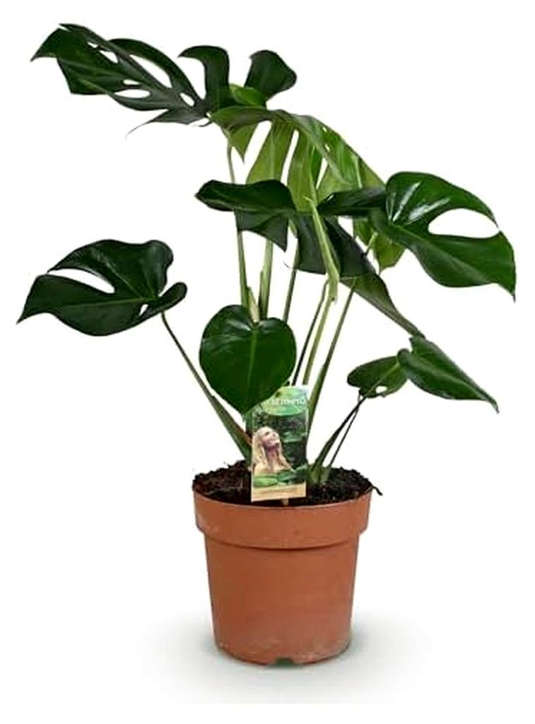 Zimmerpflanze - Monstera Deliciosa - Fensterblatt - Pflegeleicht - Grün - 1 Pflanze - Topf 21cm - Höhe 70-80cm