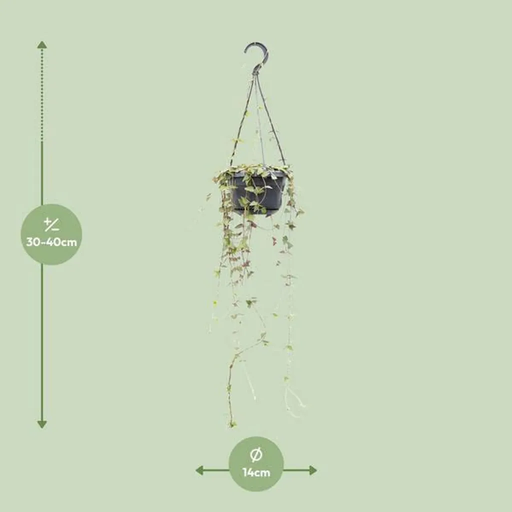 Ceropegia Linearis Remy : plante suspendue facile sans entretien 14cm