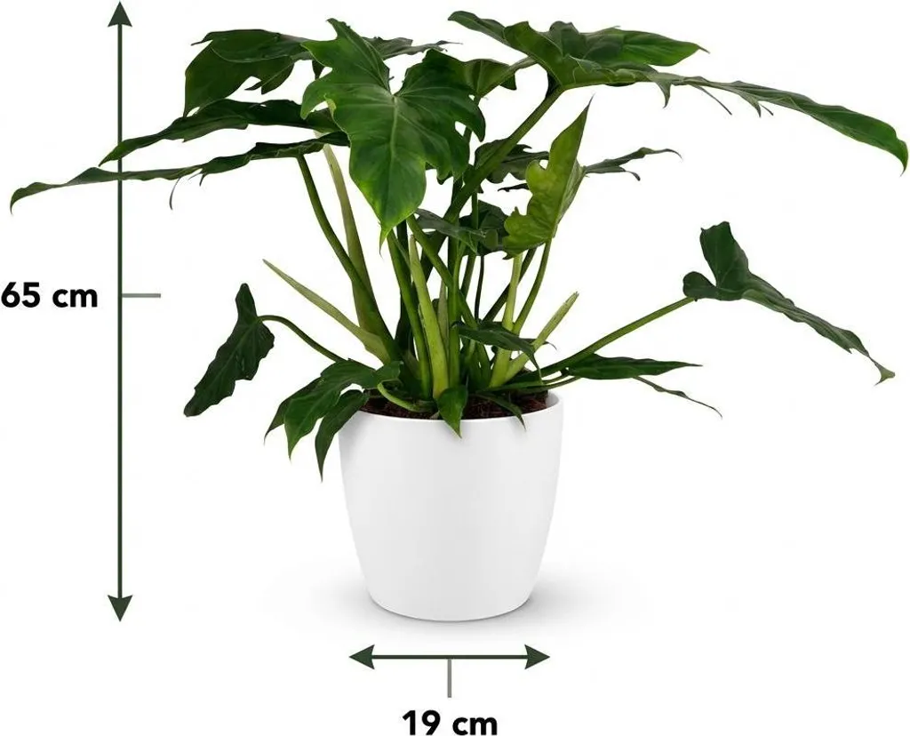 Plante Philodendron Lacerum - La Solution Déco Verte Sans Contrainte 65cm - 5