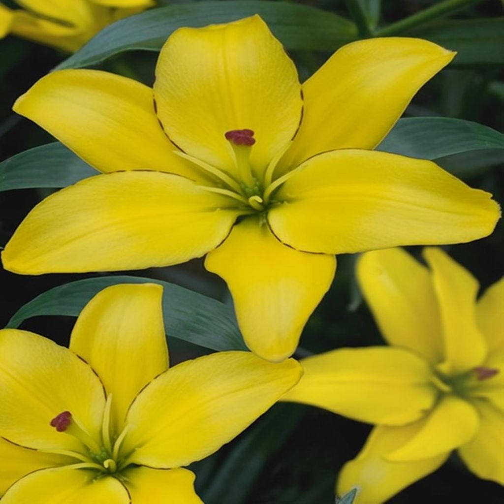 Lilie Blumenzwiebeln Zwiebeln Blumen Asiatische Lilie Yellow Cocotte 1 St.