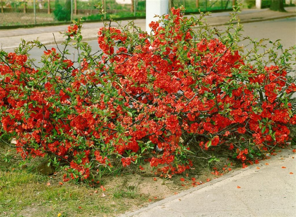Chaenomeles 'Red Trail', Zierquitte, leuchtend rot, 40–60 cm