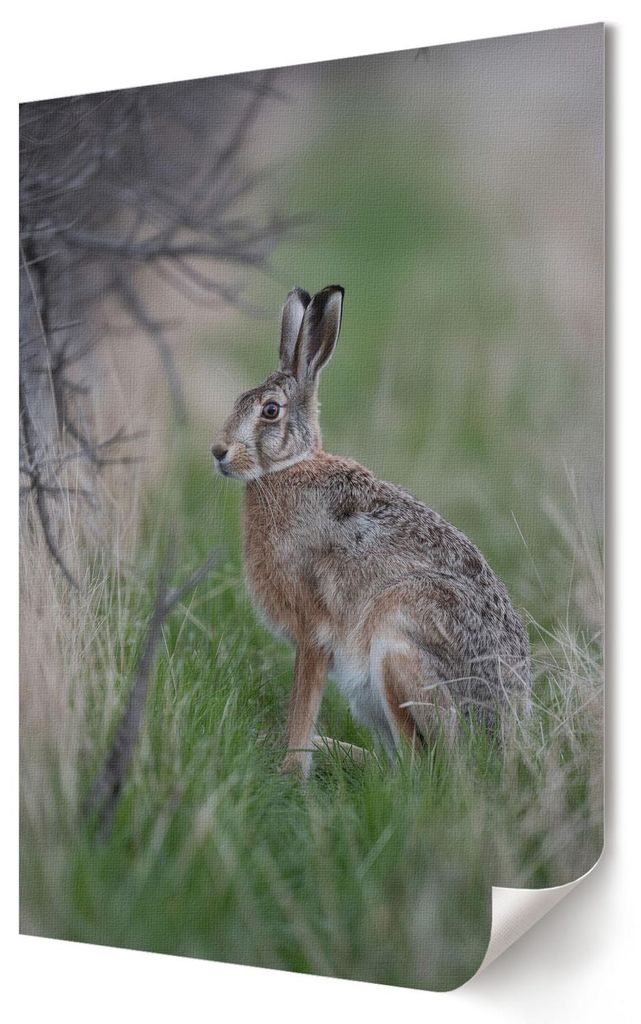 Hase in der Natur- Kunstdruck A2 (42x59 cm) - Klassisch, Modern- Wandbild für Wohnzimmer Schlafzimmer & Flur, Modernes Poster Wanddeko, Ungerahmt