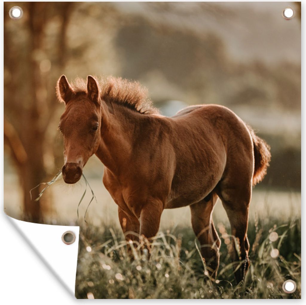 MuchoWow 100x100 cm Outdoor-Poster Gartendeko Sichtschutz Garten Poster für den Garten Pferd - Licht - Wiese