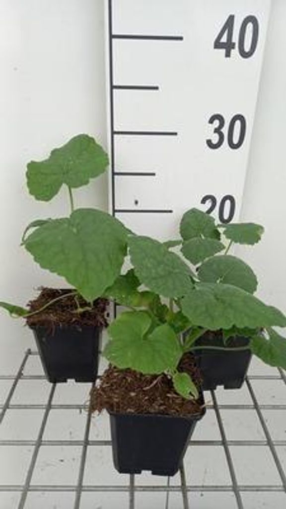 6 x Lunaria annua - Lunaria - Topf 9 x 9 cm