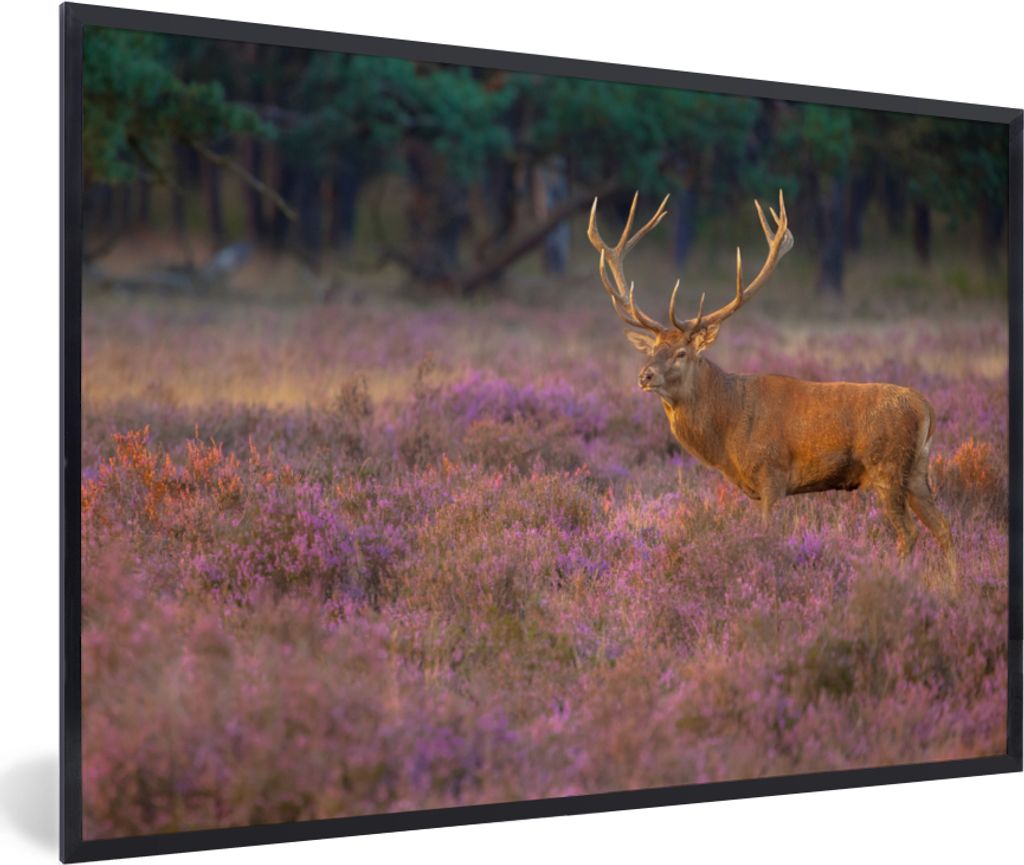 MuchoWow MuchoWow Gerahmtes Poster Hirsche - Niederlande - Blumen - Veluwe 90x60 cm - Poster mit zchwarzem Bilderrahmen - Fotorahmen - Foto-Plakat