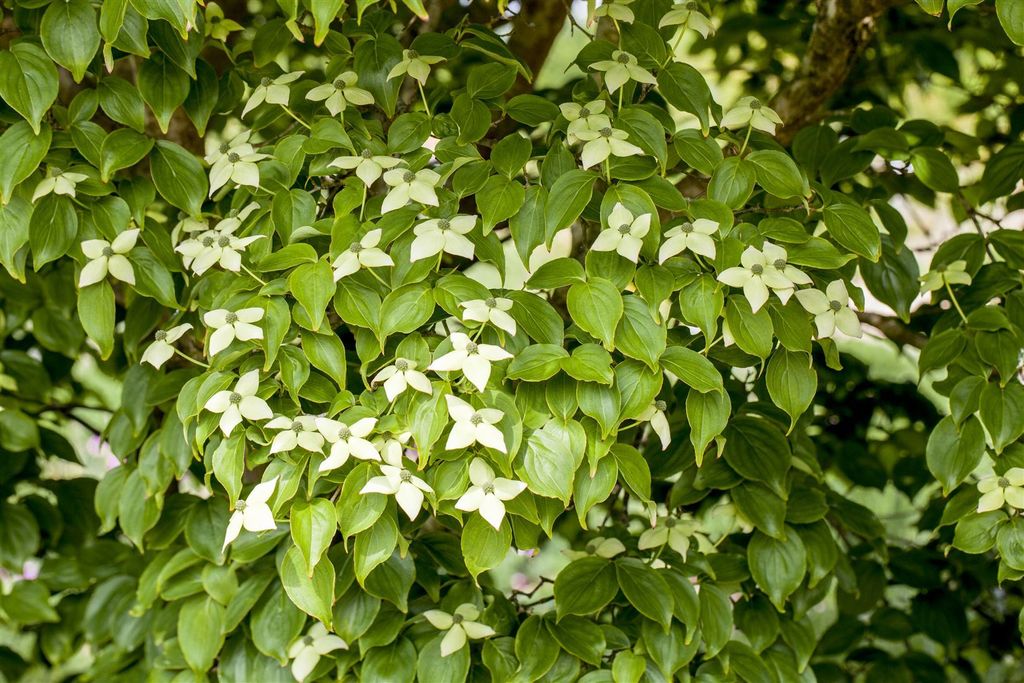 Cornus kousa chinensis 'Kreuzdame', Chinesischer Blumen-Hartriegel, 60–80 cm