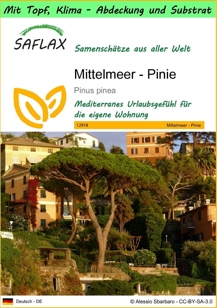 SAFLAX Garden to go - Mittelmeer - Pinie - Pinus pinea - 6 Produktbild 