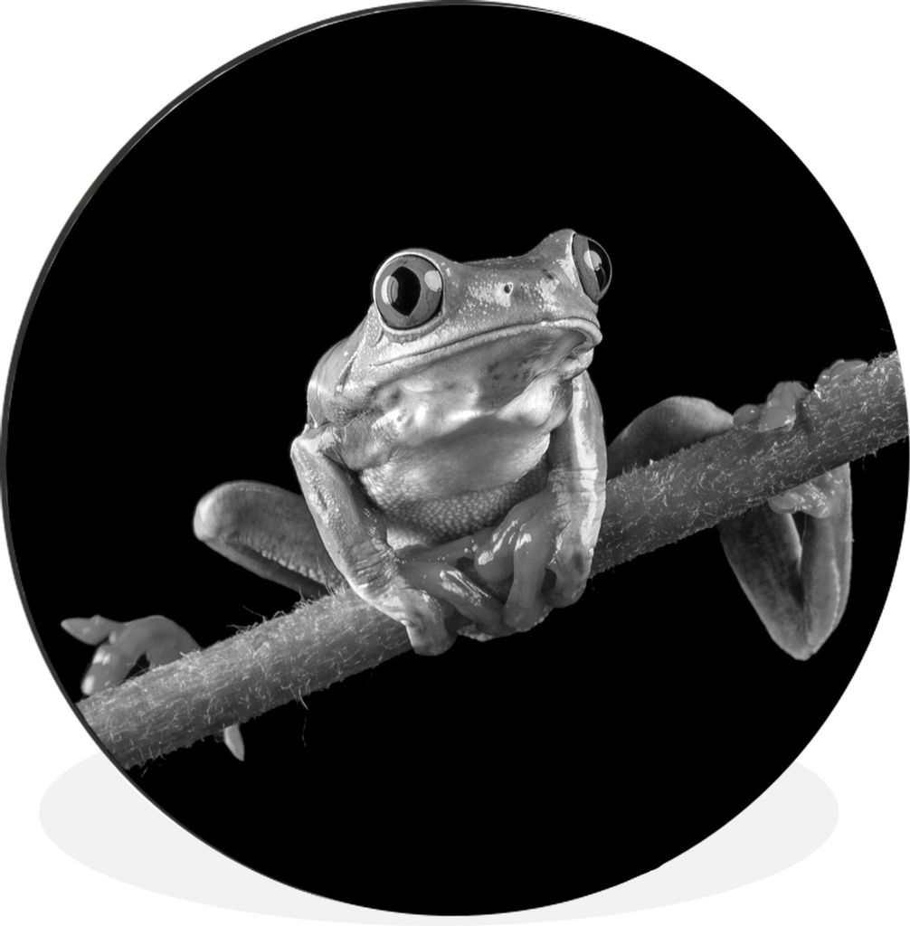 MuchoWow Aluminium Wandkreis Frosch - schwarz und weiß Ø 60 cm Wanddeko Modern Wohnzimmer - Wand Kreis - Wandbild - Schlafzimmer - Aluminium Bi...