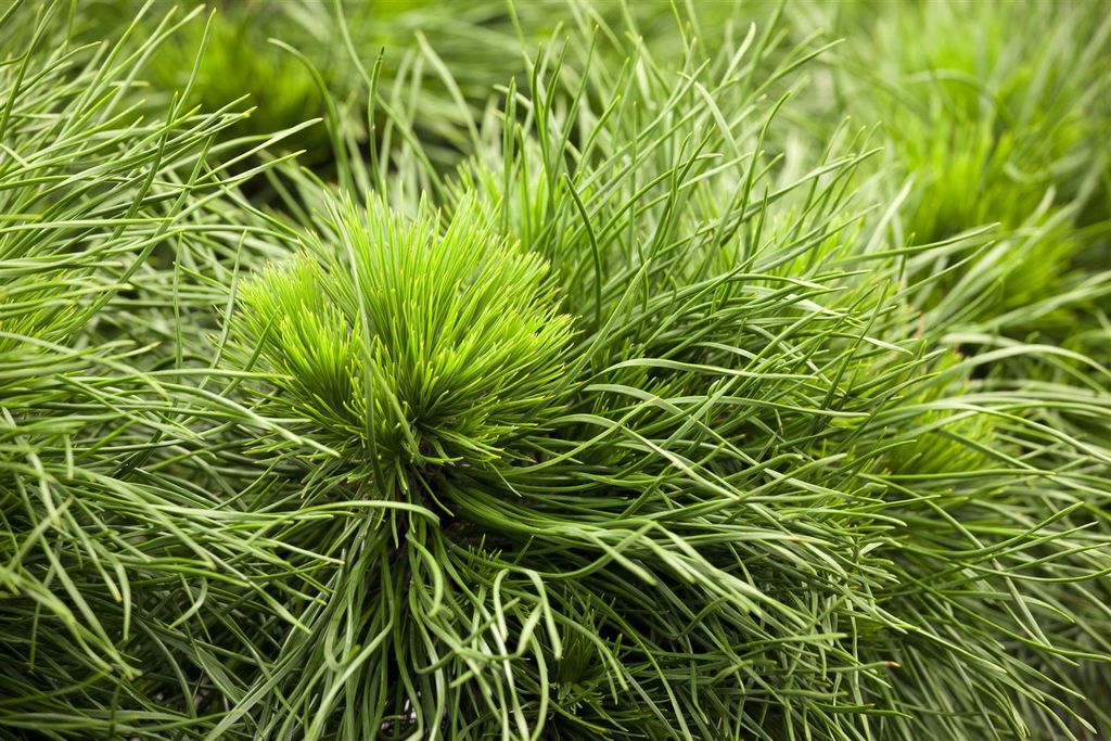 Pinus mugo 'Varella', Bergkiefer, kompakt, 10–15 cm