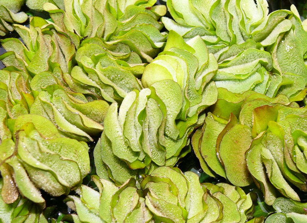 1 Portion Schwimmfarn (Salvinia Natans) ca. 10 x 10 cm