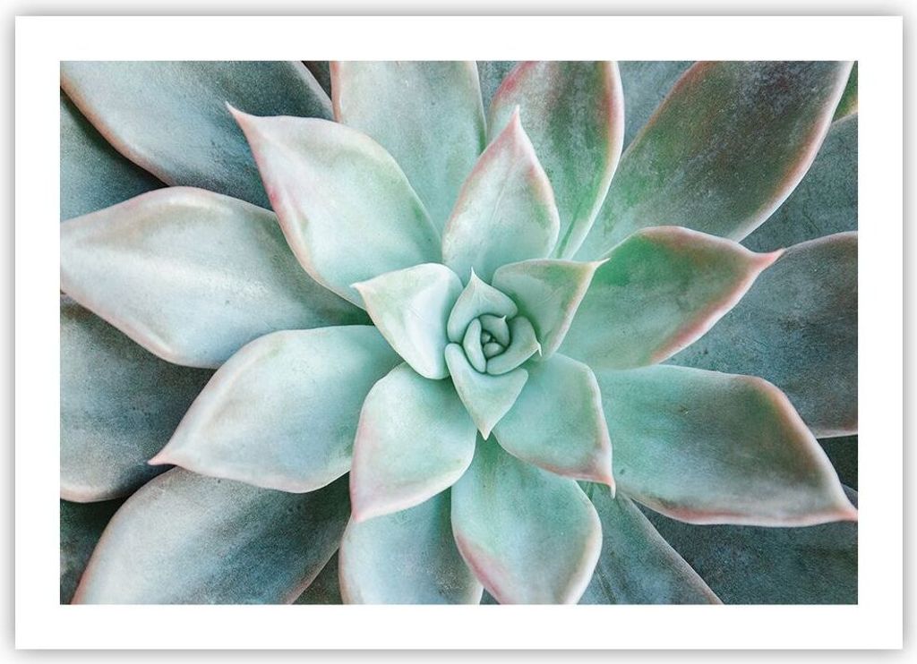 Poster - Poster ohne Rahmen - Blau Blätter Agave - 70x50 cm - Wand Bild - Wanddeko - Wandbilder - Kunstposter - Wandposter - Bilder - Kunstdruck -...