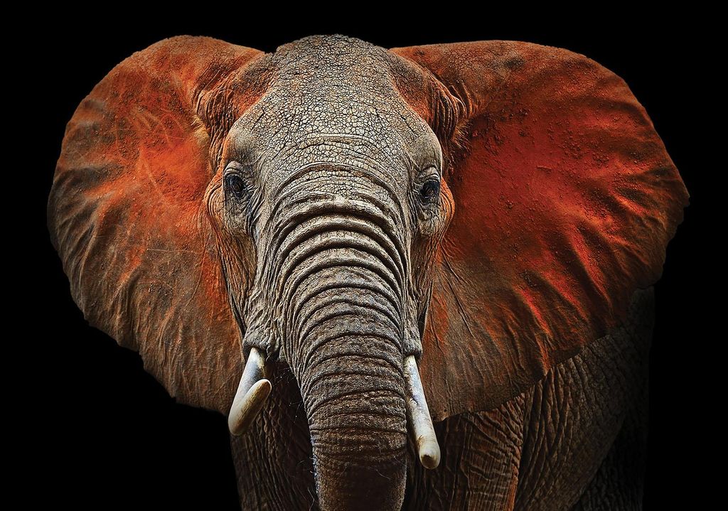 Fototapete Vlies 11752V4 Elefant 2-tlg. 254 x 184 cm Produktbild 