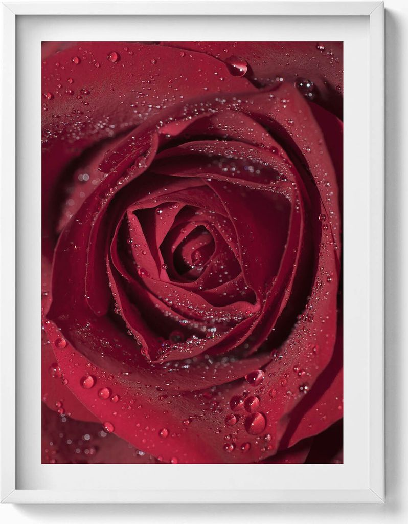 Nahaufnahme einer roten Rose im Tau– Wandbild mit Rahmen – Gerahmtes Bild – Wanddekoration – 60x80 cm – Weiß Rahmen
