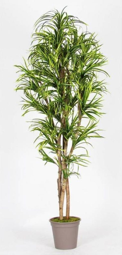 artplants.de Künstlicher Dracaena Marginata KIMANORA, Naturstämme, grün-gelb, 175cm - Italy - Unechter Drachenbaum