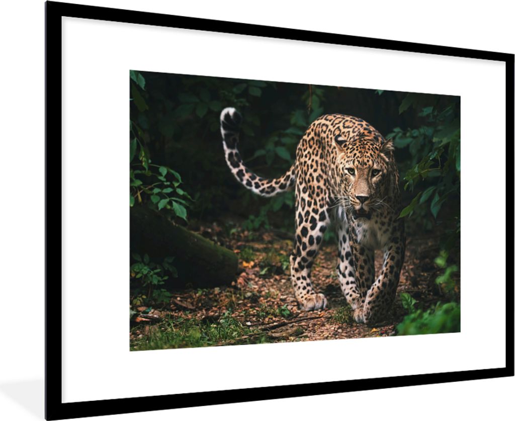 MuchoWow Gerahmtes Poster Wildtiere - Leopard - Dschungel - Natur 90x60 cm - Poster mit Schwarzem Bilderrahmen Wandposter Rahmen Foto Bilder - Wa...
