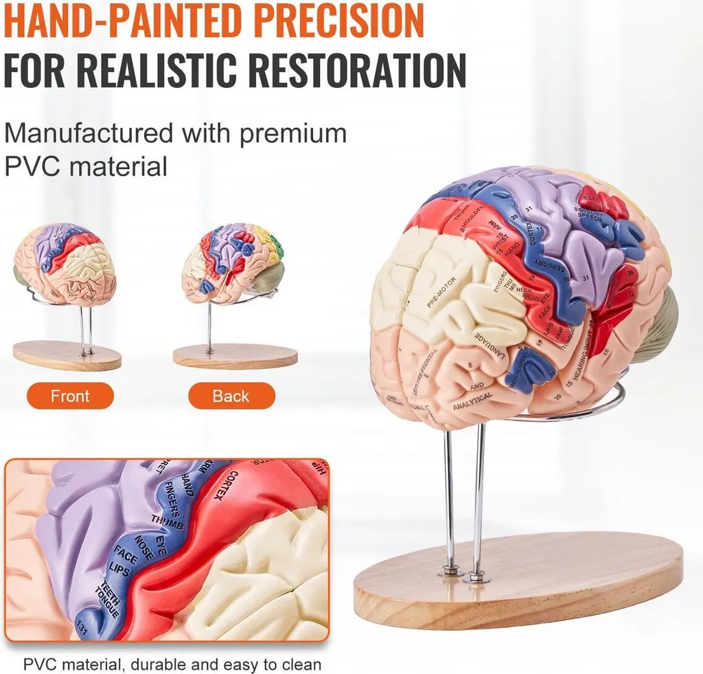 Cerveau anatomique détachable code couleur taille double pour étude