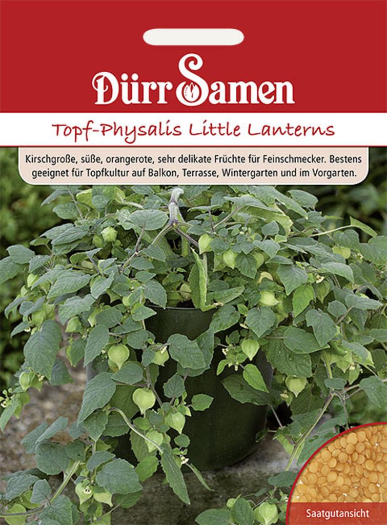 Dürr-Samen - Topf-Physalis Little Lanterns - Saatgut - 1143