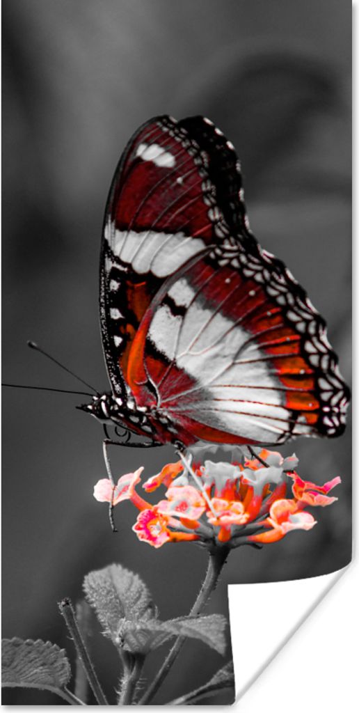 MuchoWow Poster Schmetterling - Tiere - Blumen - Schwarz und weiß - Orange 40x80 cm - Dekoration