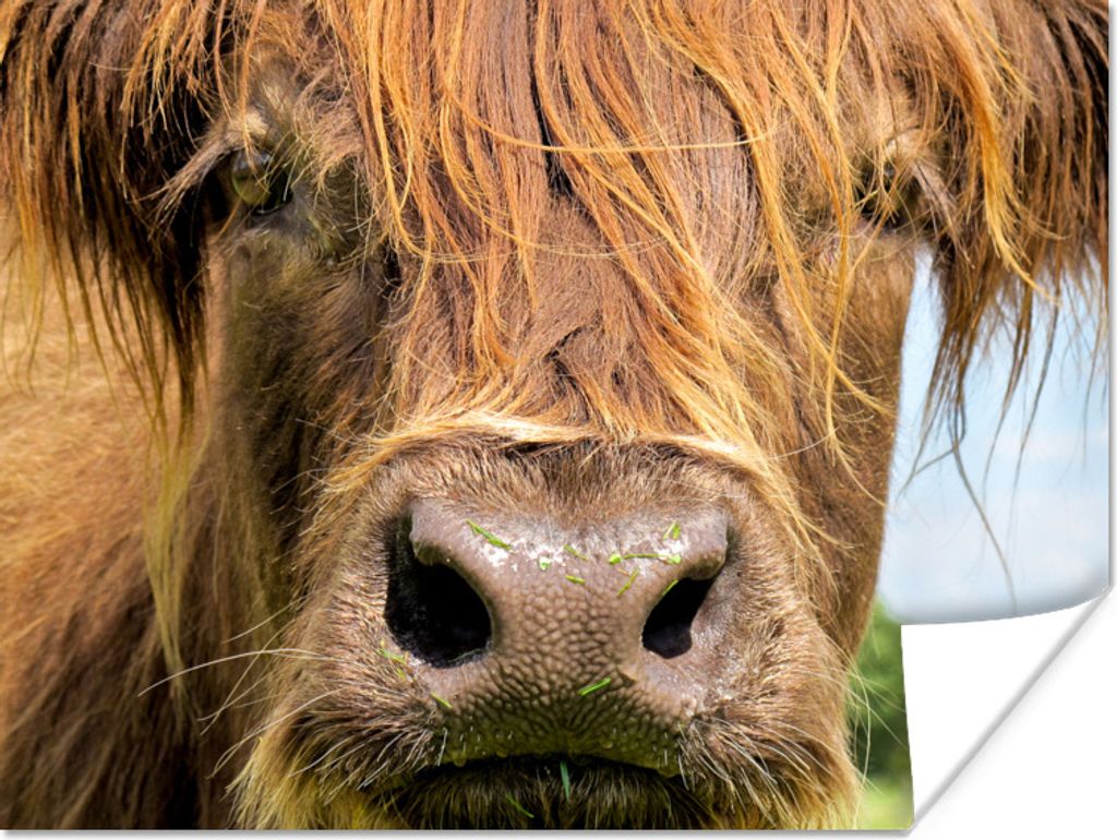 MuchoWow Poster Schottischer Highlander - Nahaufnahme 160x120 cm - Foto Plakat