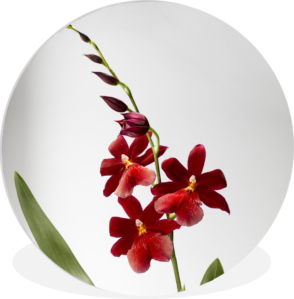 MuchoWow Rundes Wandbild - Runde Bilder Rote Orchidee mit Blättern auf weißem Hintergrund Ø 60 cm Kreis Wanddekoration Kunststoff - Wandkreis ...