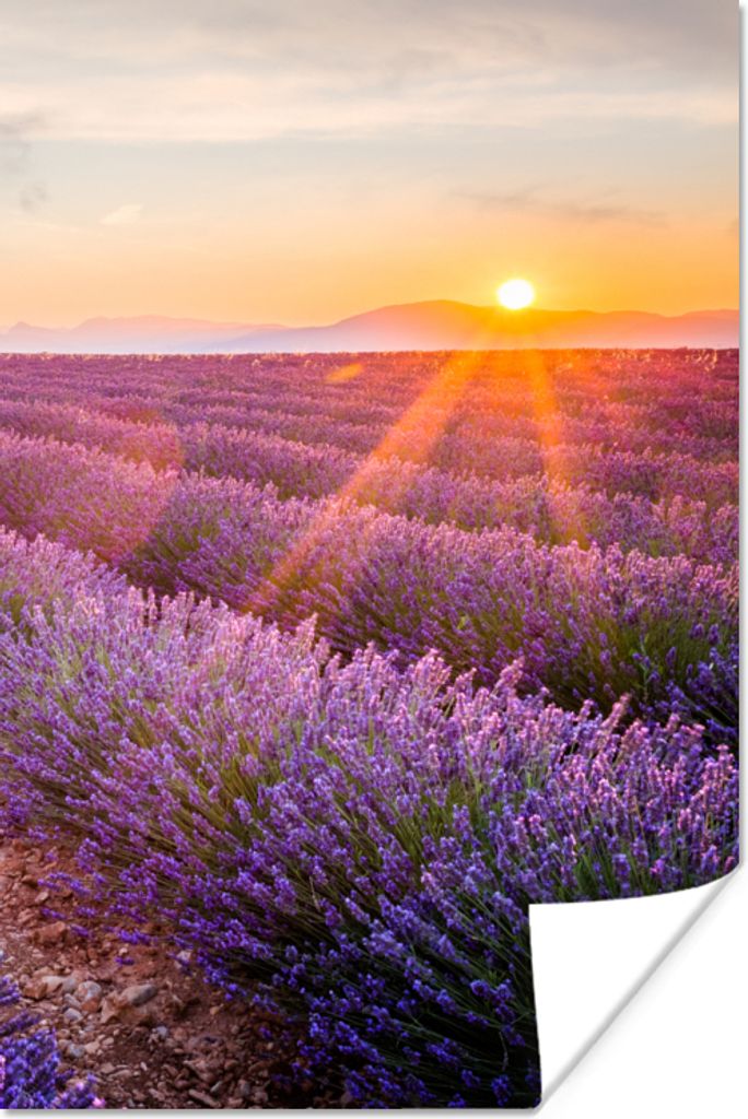 MuchoWow Poster Lavendel - Sonnenuntergang - Blumen - Lila 60x90 cm - Wanddekoration