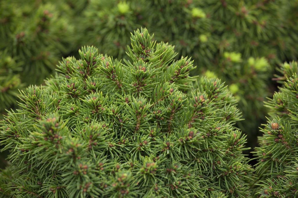 Picea glauca 'Alberta Globe', Zwergfichte, kompakt, ca. 9x9 cm Topf