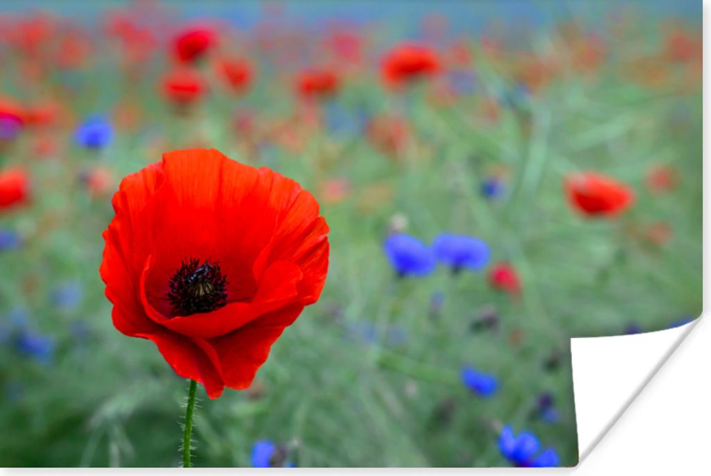 MuchoWow Poster Lila und rote Mohnblumen auf einer Wiese 180x120 cm - Fotoplakat
