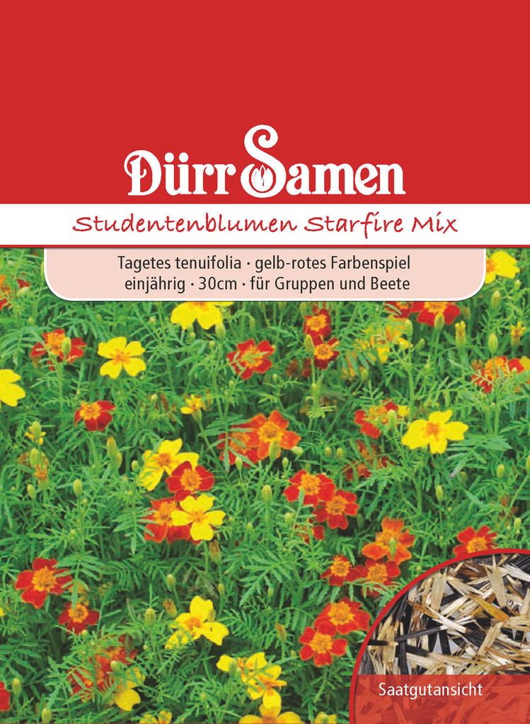 Studentenblume Starfire Mix | Studentenblumensamen von Dürr Samen