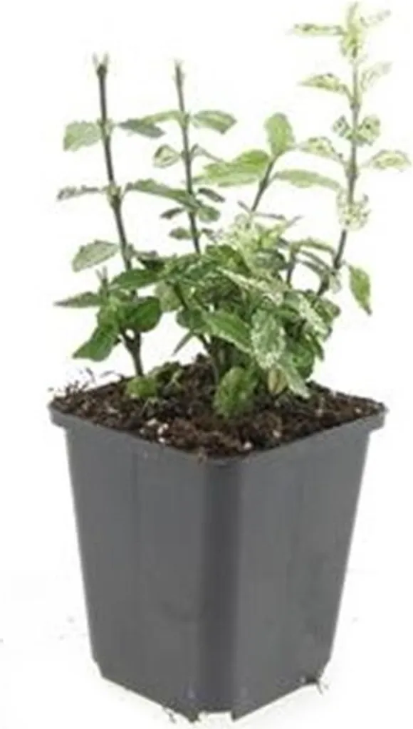 Fusain rampant Harlequin pour couvrir vos sols - Lot de 60 plantes 9cm