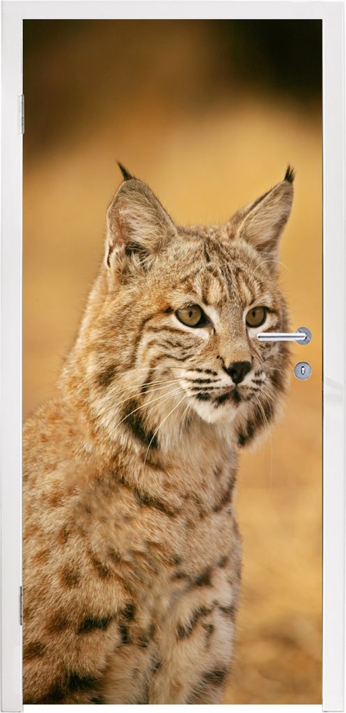 MuchoWow Türtapete Selbstklebende Türfolie Luchs - Braun - Gras 95x235 cm Türposter Türaufkleber Klebefolie Türklebefolie - XXL-Poster - Tü...