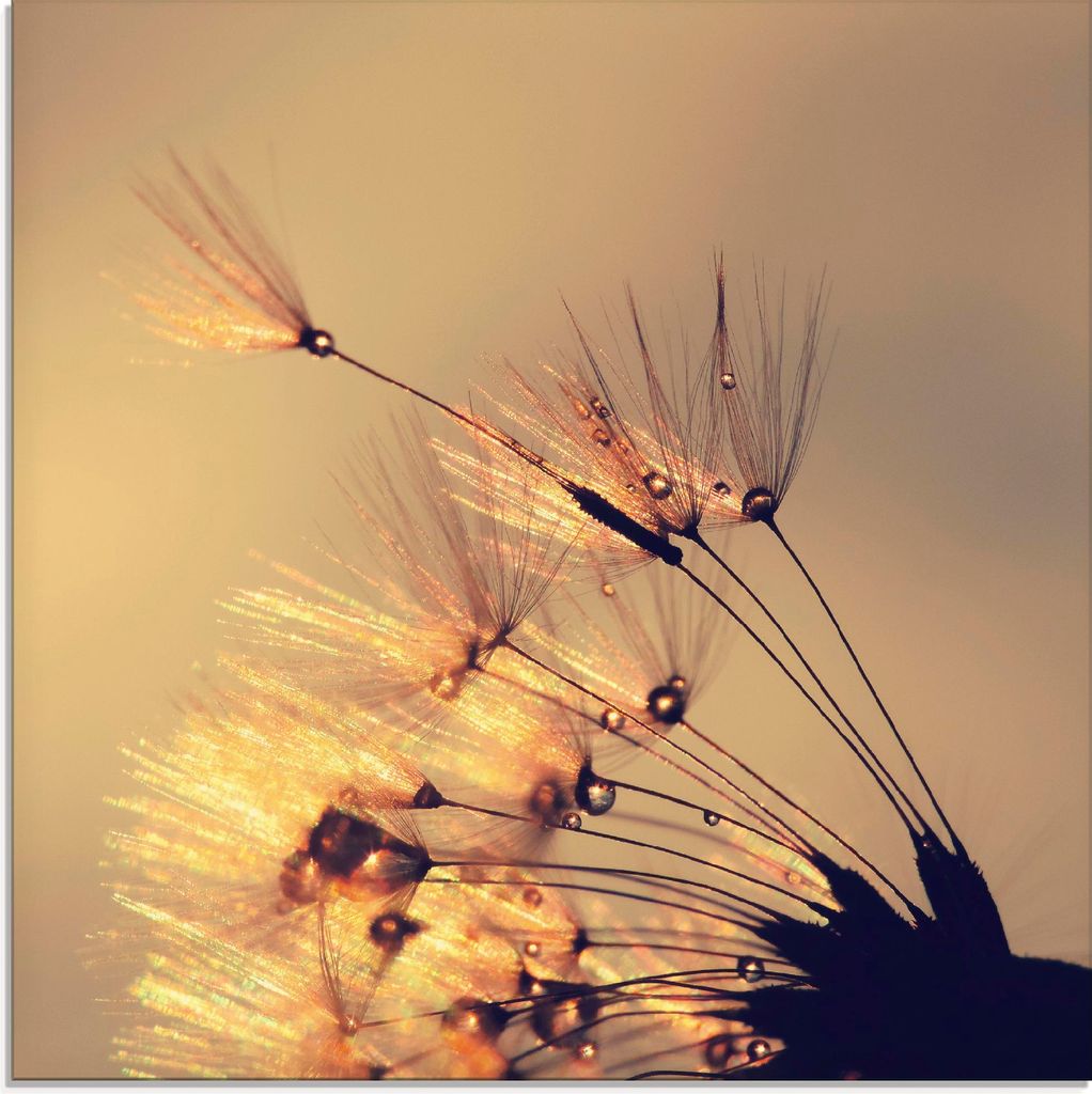 ARTland Glasbild Pusteblume Goldene Schirmchen Größe: 30x30 cm